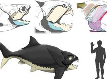 Unexpected Findings: Cleveland's Prehistoric Sea Monster Was Unlike Most Of Its Kin