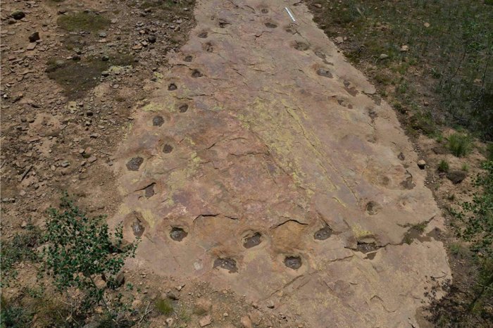 Looping Long-Necked Dinosaur Site Reveals Its Secrets