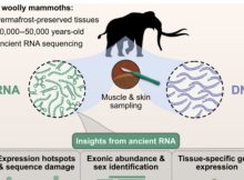 The World’s Oldest RNA Extracted From Woolly Mammoth