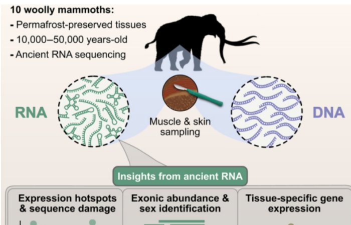 The World’s Oldest RNA Extracted From Woolly Mammoth