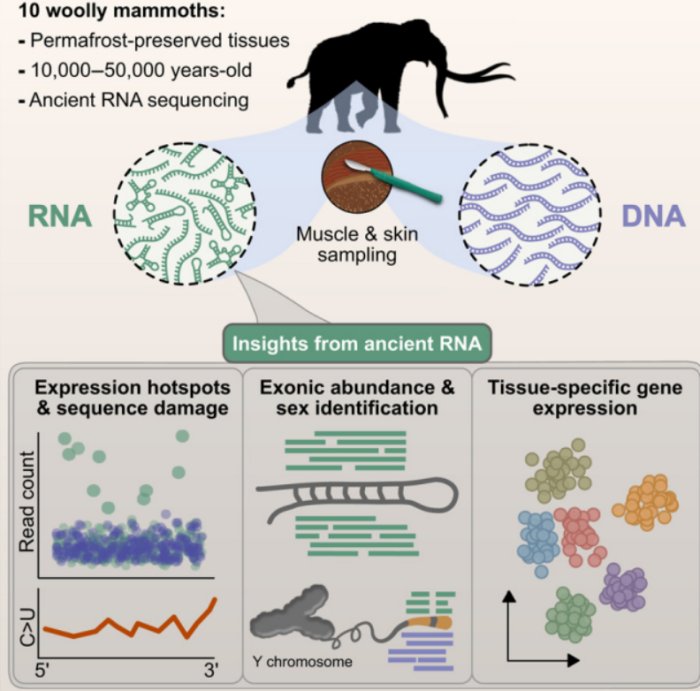 The World’s Oldest RNA Extracted From Woolly Mammoth