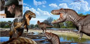 Nanotyrannus Was Not A Juvenile T. Rex - New Study Reveals