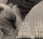 Cats’ Purrs Reveal Who’s Who Better Than Their Meows