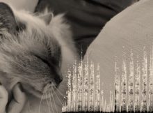 Cats’ Purrs Reveal Who’s Who Better Than Their Meows