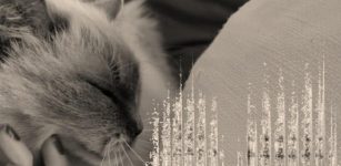 Cats’ Purrs Reveal Who’s Who Better Than Their Meows