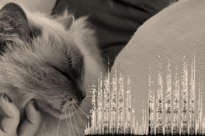 Cats’ Purrs Reveal Who’s Who Better Than Their Meows