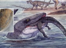 Sea Reptile's Tooth Shows That Mosasaurs Could Live In Freshwater