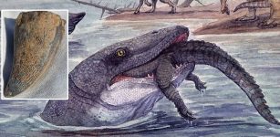 Sea Reptile's Tooth Shows That Mosasaurs Could Live In Freshwater