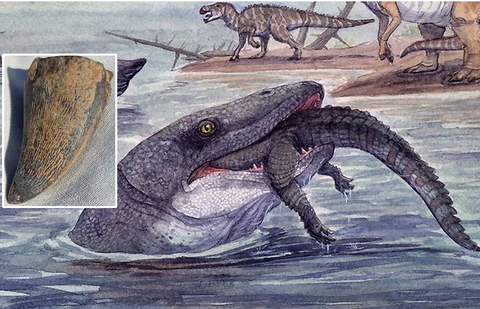 Sea Reptile's Tooth Shows That Mosasaurs Could Live In Freshwater