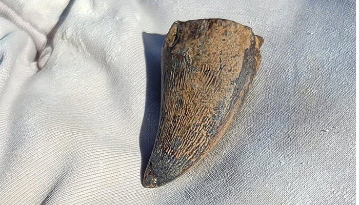 Sea Reptile's Tooth Shows That Mosasaurs Could Live In Freshwater
