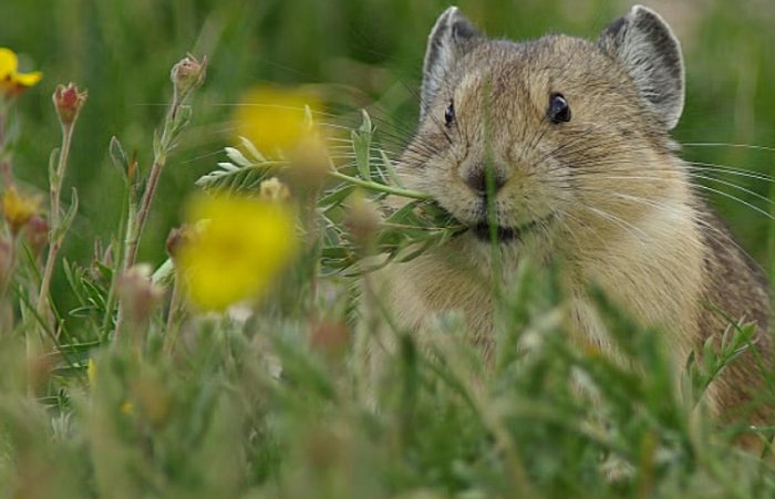 New Pika Research Finds Troubling Signs For The Iconic Rocky Mountain Animal