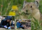 New Pika Research Finds Troubling Signs For The Iconic Rocky Mountain Animal