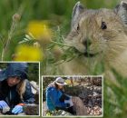 New Pika Research Finds Troubling Signs For The Iconic Rocky Mountain Animal