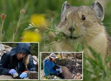 New Pika Research Finds Troubling Signs For The Iconic Rocky Mountain Animal