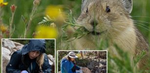 New Pika Research Finds Troubling Signs For The Iconic Rocky Mountain Animal