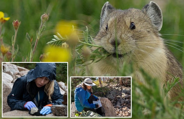 New Pika Research Finds Troubling Signs For The Iconic Rocky Mountain Animal