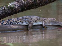 Saltwater Crocodiles Traveled Thousands Of Kilometers Across The Indian Ocean