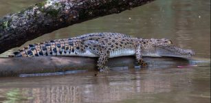 Saltwater Crocodiles Traveled Thousands Of Kilometers Across The Indian Ocean