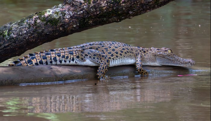 Saltwater Crocodiles Traveled Thousands Of Kilometers Across The Indian Ocean