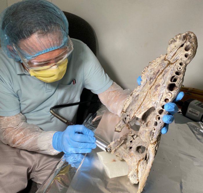Saltwater Crocodiles Traveled Thousands Of Kilometers Across The Indian Ocean