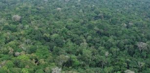 Forty Years of Tree Monitoring Show How Global Change Affects Amazon and Andean Forest Diversity.