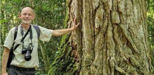 Fast-Growing Trees Are Dominating Future Forests, Threatening Biodiversity And Climate Resilience
