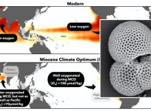 Fossilized Plankton Study Gives Long-Term Hope For Oxygen Depleted Oceans