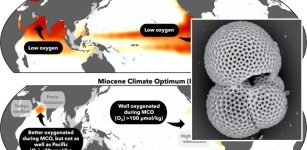 Fossilized Plankton Study Gives Long-Term Hope For Oxygen Depleted Oceans