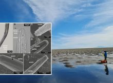 Great Salt Lake's New Species Of Roundworm Gets Shoshone Name