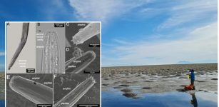 Great Salt Lake's New Species Of Roundworm Gets Shoshone Name