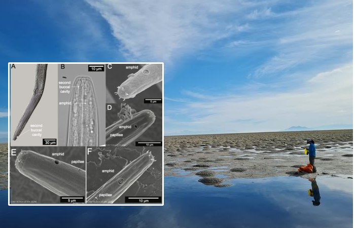Great Salt Lake's New Species Of Roundworm Gets Shoshone Name
