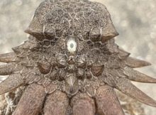 600-Million-Year-Old Cyclops-Like Creature Gave Rise To Our Modern Eyes