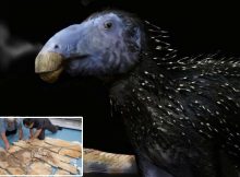 Dinosaur With Spikes Exhibiting Unprecedented Properties Discovered In China