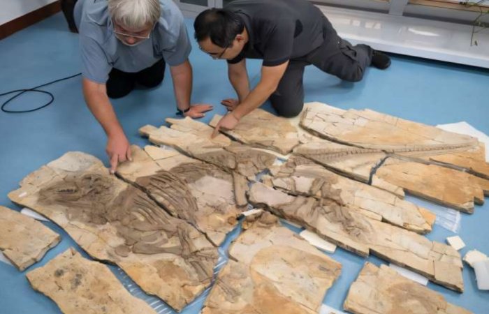 Dinosaur With Spikes Exhibiting Unprecedented Properties Discovered In China