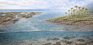 Scientists Discover Land Plants Began Reshaping Earth 455 Million Years Ago