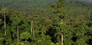 Tropical Forests Generate Rainfall Worth Billions
