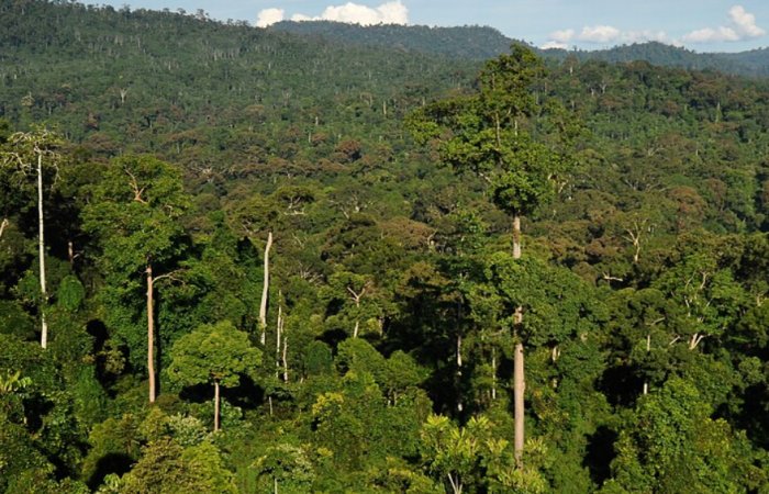 Tropical Forests Generate Rainfall Worth Billions