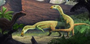 “Peculiar” Crocodile's Ancestor Started Life On Four Legs Before It Began Walking On Two