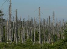 Forest Damage In Europe To Rise By Around 20% By 2100 Even If Warming Is Limited To 2°C