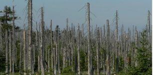 Forest Damage In Europe To Rise By Around 20% By 2100 Even If Warming Is Limited To 2°C