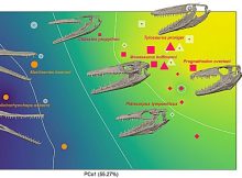 Researchers Replicate The Bite Of Ancient Marine Predators