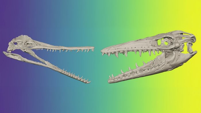 Researchers Replicate The Bite Of Ancient Marine Predators