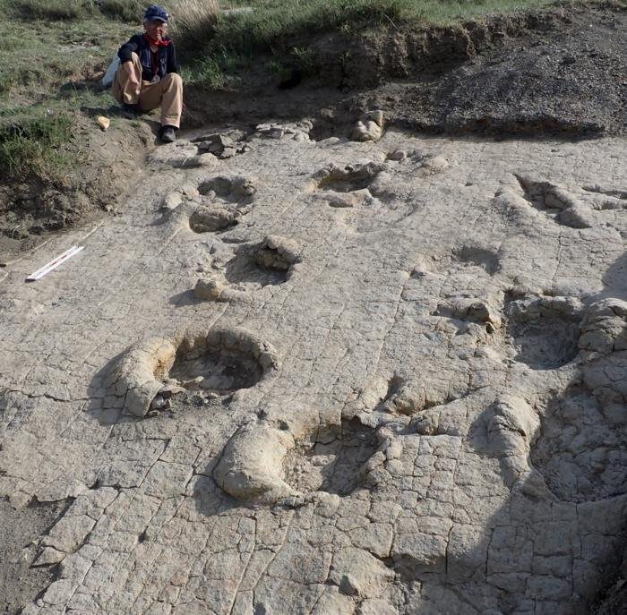 Overlapping Theropod Footprints And Sauropod Trackways Preserved On A Single Surface In Northern Mongolia