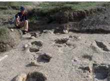Overlapping Theropod Footprints And Sauropod Trackways Preserved On A Single Surface In Northern Mongolia