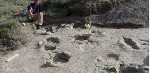 Overlapping Theropod Footprints And Sauropod Trackways Preserved On A Single Surface In Northern Mongolia
