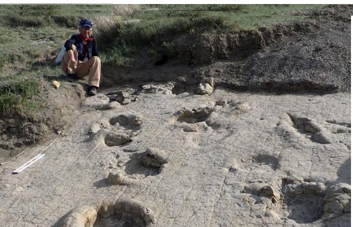 Overlapping Theropod Footprints And Sauropod Trackways Preserved On A Single Surface In Northern Mongolia