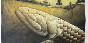 Ancient Gondwana Fossil From Antarctica - New Study