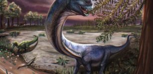 ‘Last Titan’: Southeast Asia’s Biggest Dinosaur Discovered