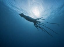 Rare And Elusive Giant Squid Spotted Off WA’s Coast