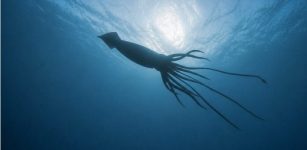 Rare And Elusive Giant Squid Spotted Off WA’s Coast